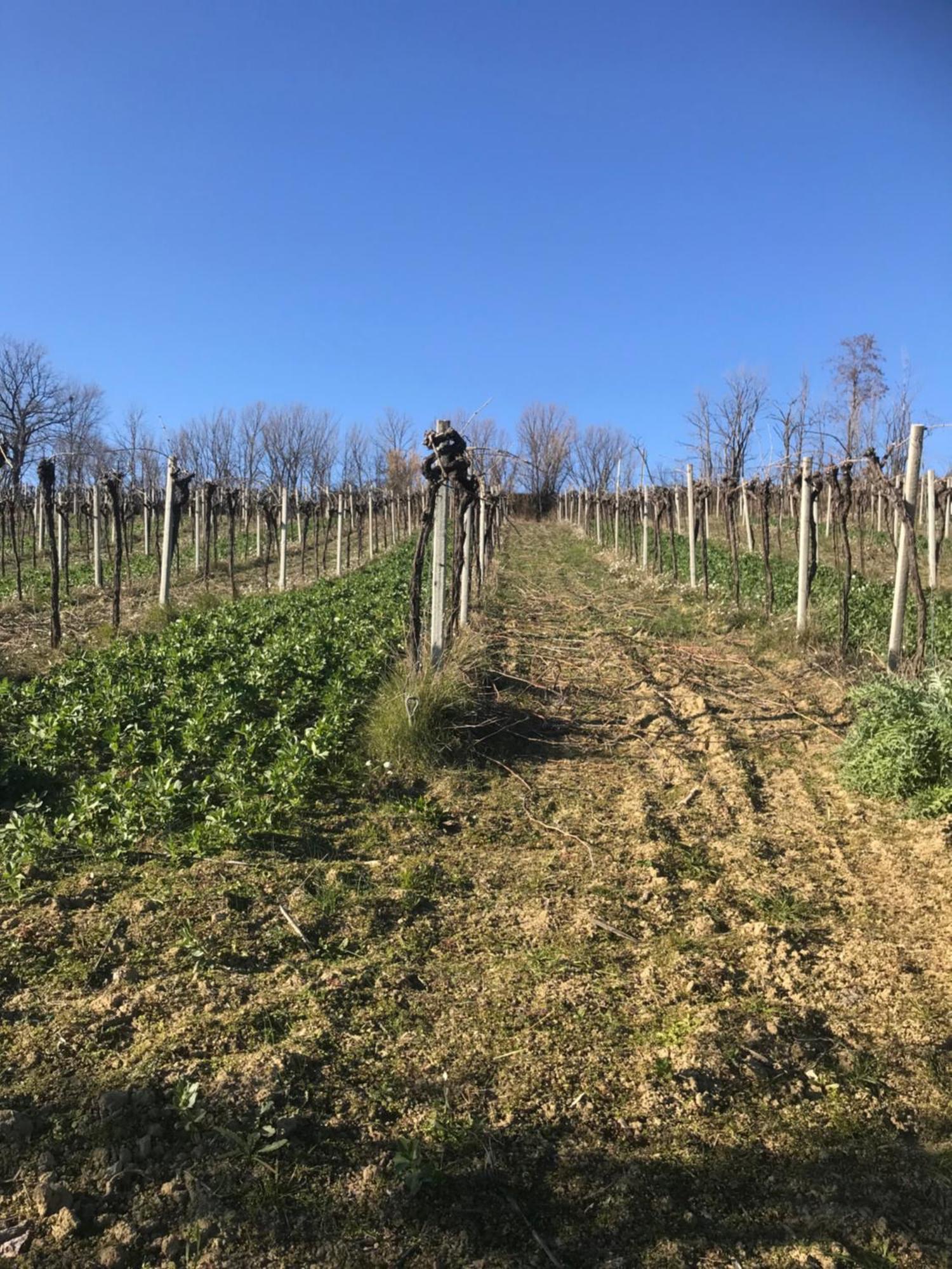 Agriturismo Cerquatonda Montalto delle Marche Exteriér fotografie